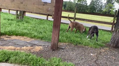 Pitbull Playtime with some others Dogs