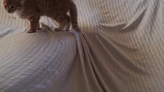 Kitten Pounces Around Blanket Fort