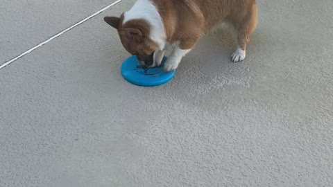 Hardy the Corgi Trying to Pick up Frisbee Falls into Pool