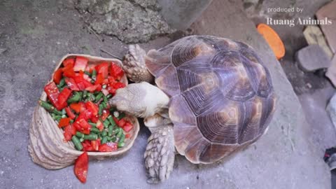 Langsung Dimakan, Ini dia Makanan Favorit Kura Kura Sulcata