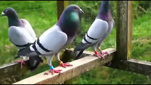 Janssen Racing Pigeons|| Racing Pigeons|| Blue Bar