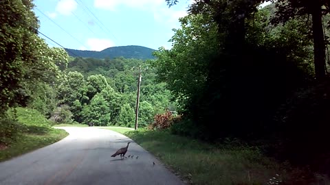 Mountain Turkey Family - Mama Teaching her Little Turkeys how to Cross the Road