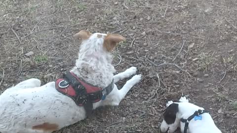 Whippet Puppy and Red Heeler "big brother" in the back yard.