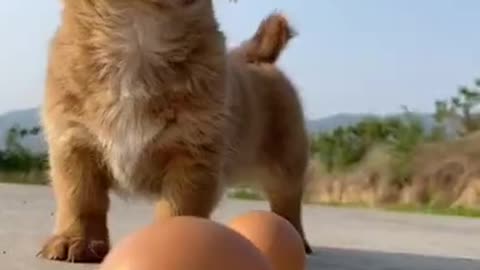 best animals funny videos/cute baby dog videos