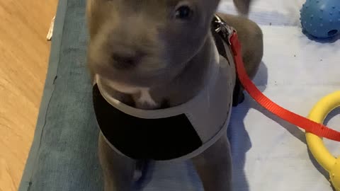 Puppy Tilts Head to Tune