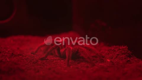 Spider in red light