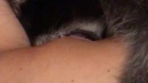 Close up to baby raccoon sucking my arm - purrrrrrrr :-)