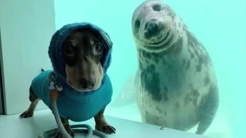 Funny ANIMALS :Try not to LAUGH - The FUNNIEST ANIMAL videos of 2024