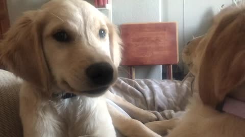 Golden retriever puppy makes funny face at camera.