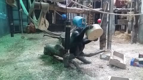 Chimpanzees at play
