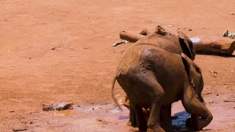 baby elephant @#$%^&^&*&*()*&^$%%#@@@#$#$