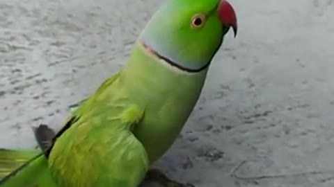 Parrot sound