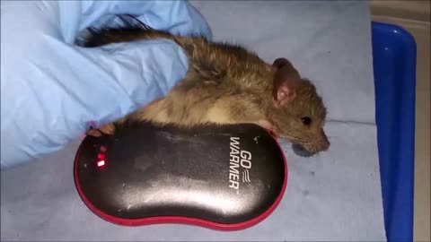 "Coma Cocktail" - Hypoglycemic Emergency In Rat - Wildlife Rehabilitation