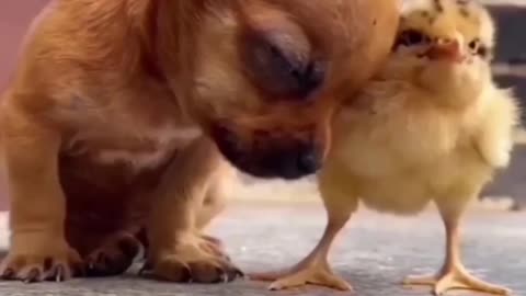 Puppy Dog and Baby chicken Friendship.