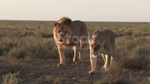 Big lion Hunting cow - African Lion, - Hunting big cow..