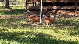 Corgis Have a Blast with Tetherball