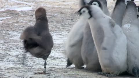 Penguin chicks rescued by unlikely hero