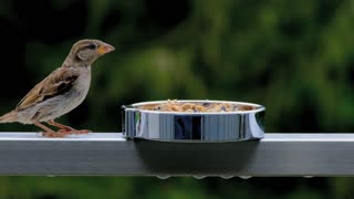 Sparrow is eating lonely