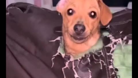 Dog Pokes Head Through Destroyed Sofa