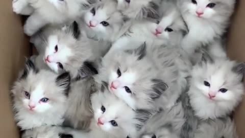 Funny Kitten Video