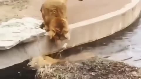 New Two Lion animal Funny Video@😂