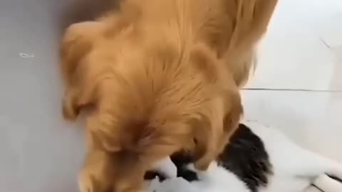 Cats and Dogs Compilation LOL