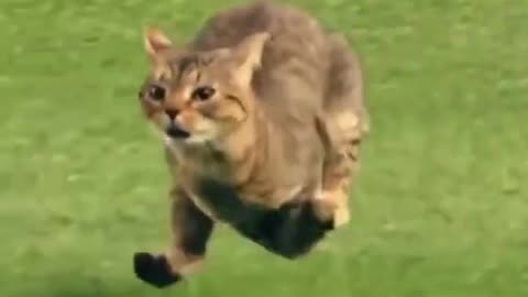 The Fastest Cat Runs Like a Cheetah | Funny Video