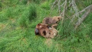 Mother Bear Nurses Cubs in Katmai