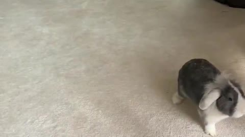 Bunny and Cat Play Like Brothers