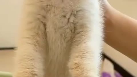 Funny cat videos - cute cat videos - cute animal - funny cat