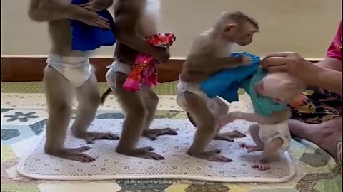 Awesome Funny Monkey Family🤣🤣 #funnyanimals #cuteanimal #funnymonkey