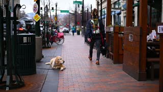 dog sitting quietly waits owners outside Restaurant