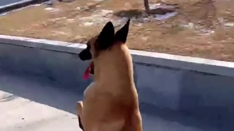 skateboarding dog showing off his impressive skills