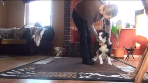 Training with young Border Collie