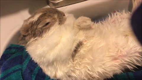 Hair Dryer Nearly Puts Bunny To Sleep After Bath