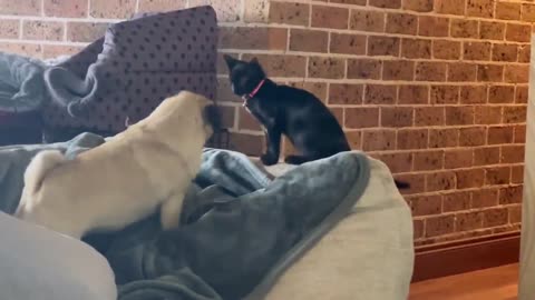 Pug and Kelpie Love their Tiny Kitten Sister
