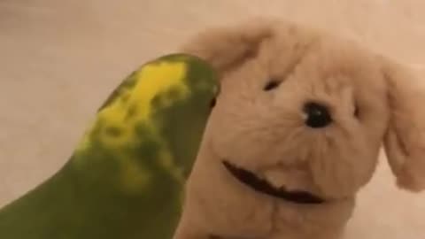 Clever parrot talks and plays with barking toy doggy Viral