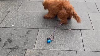 Puppy Helps Street Performer with Show