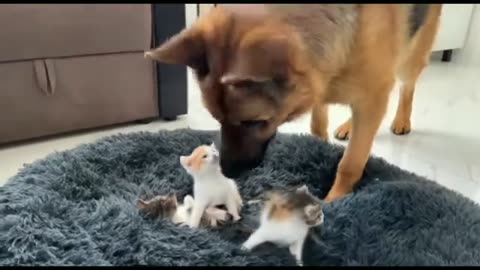 mother's love | cat video 2023 | kitten love | cats and dog | kittens funny moments