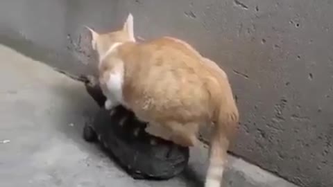 Cat rides a turtle, beautiful funny moments