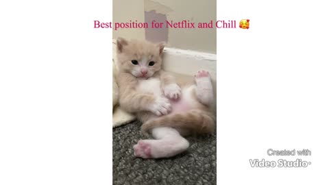 Chilling kitten