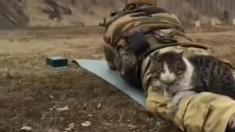 Russian military cat