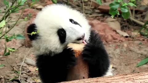 Panda Huahua's daily appearance