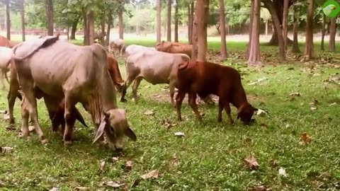 Cows around a pond herded by dogs
