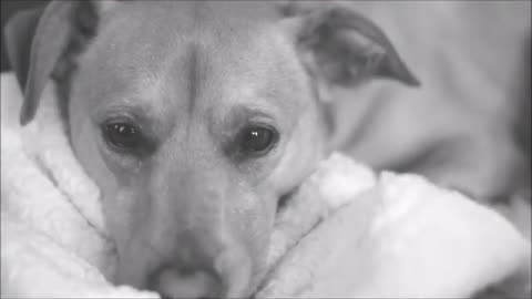 MOST SAD DOG STORY😢| HEART TOUCHING DOG STORY (दिल छू जाएगी यह कहानी ) HINDI