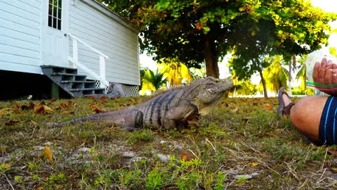 Wild iguana comes running for red peppers
