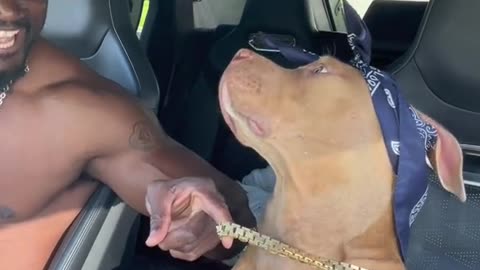 Funny viral animals videos #viral #wrx #rumble #trendingvideo