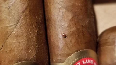 Can I Save Cigars from the Cigar Beetle? Cigar Facts 28 #cigars #cigarfinder #cigarsdaily