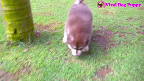 Five Cute 1.5 Months Old Alaska Puppies Playing On Vung Tau Park | Viral Dog Puppy