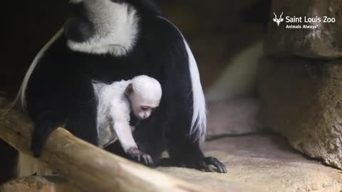 Baby Guereza colobus born at the Saint Louis Zoo